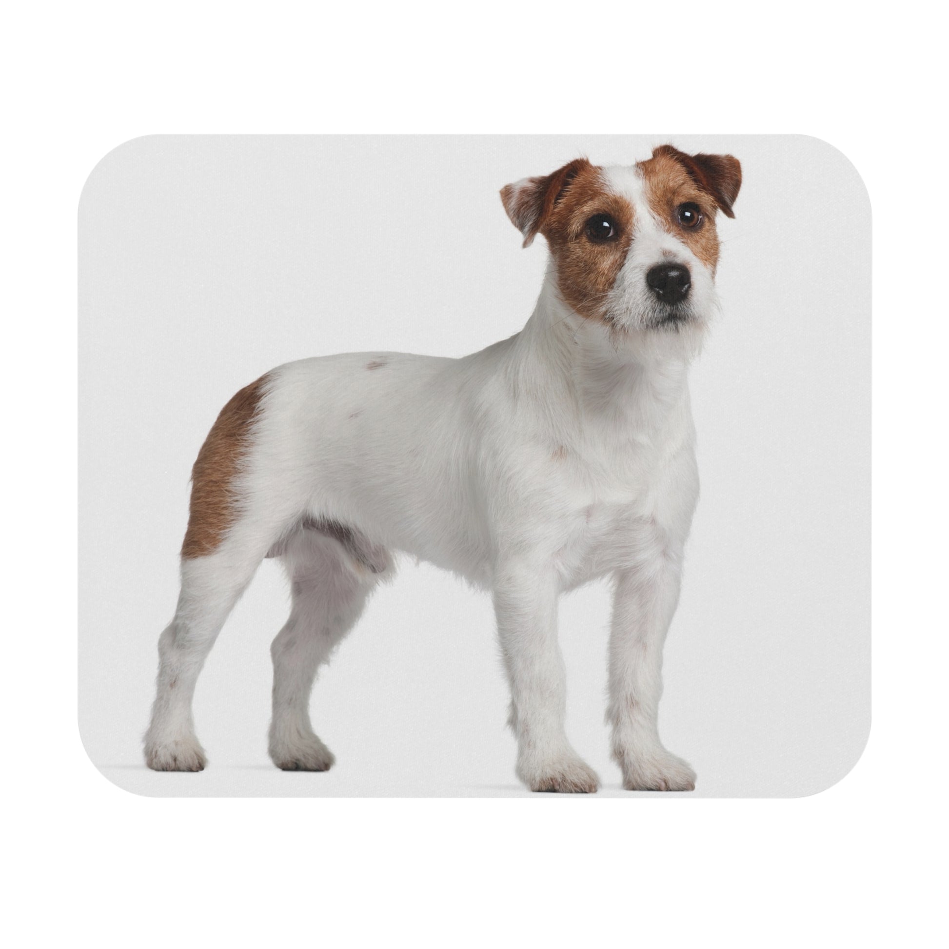 Jack Russell Terrier Mouse Pad (Rectangle)